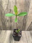 Psidium sp - "Creepy Little Monster" — photo 2