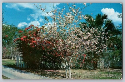 Postcard - The Emerald Triangle Of South Texas, The Orchid Tree Blooms