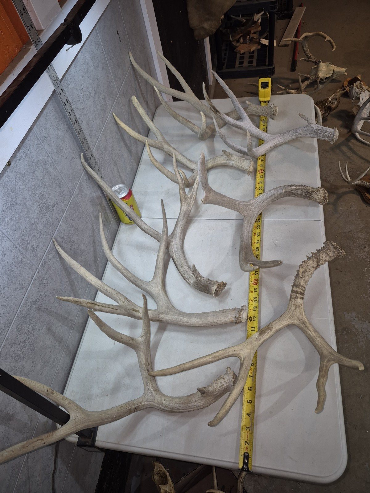 11.5 lbs! Bulk Lot BIG MULE DEER!  Antler Shed Cuts Horn Rack Decor Weathered 