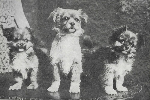 Tibetan Spaniel Puppies - 1934 Vintage Dog Art "Photo" Print - MATTED 