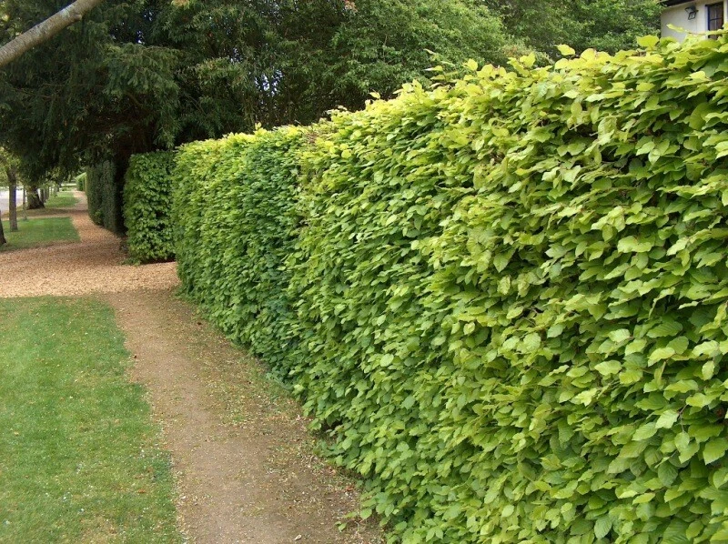 Green Copper Beech Garden Hedge Plants semi-evergreen hedging 9 sizes! - Image 2 of 4