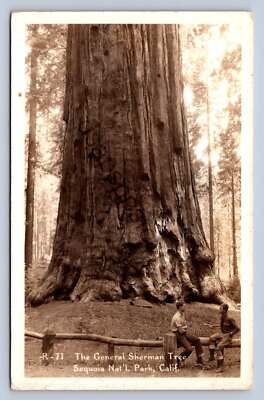 K13/ Sequoia National Park California Postcard RPPC c30s General Sherman 27