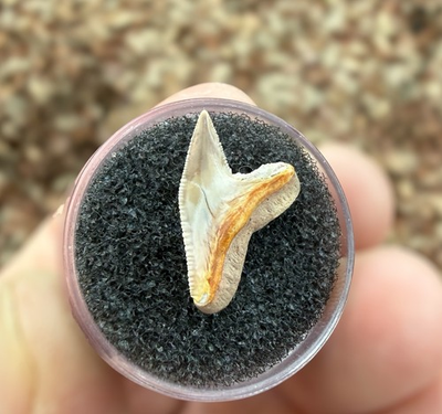 #ad #ad Fiery 0.71” P. Contortus Tiger Shark Tooth Fossil Summerville $14.99