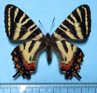 Luehdorfia japonica Female Aberration Shiga Japan