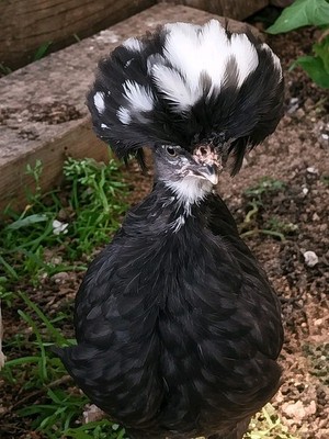 6 Pack of Polish / Houdan Eggs FERTILE Hatching Eggs
