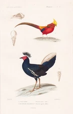 Phasianus ignitus pheasant gold pheasant birds birds engraving steel engraving Cuvier 1817