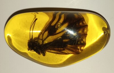 AMBER PIECE Insect Gift Inclusion Natural Baltic Amber Fossil