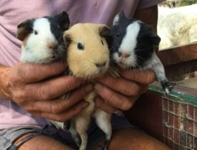 Female Guinea Pigs Other Pets Gumtree Australia Gold Coast