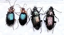 4 A-1 Carabidae 2 Lebia grandis/2 Poecilus calcites Ground Beetles