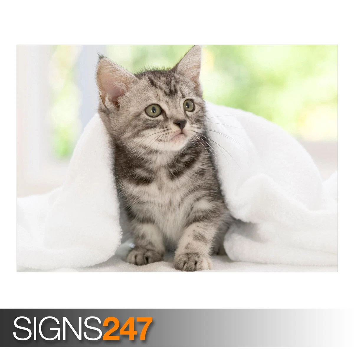 American online shorthair kitten