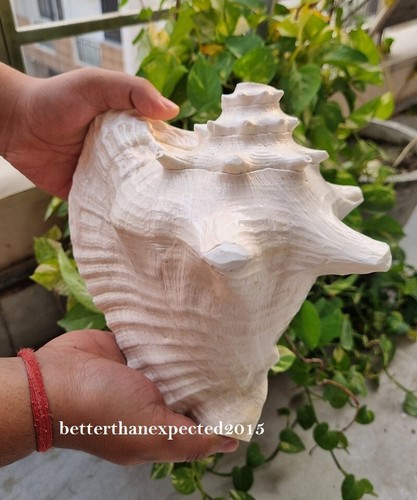 Very Large 10" x 10" HORNED King Helmet Shankh CONCH SHELL Sound Blowing Shankha - Picture 2 of 5