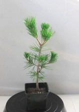 Japanese Black Pine 'Mikawa' Pre-Bonsai   4" pot, ready to train into many style
