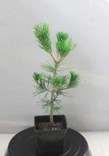 Japanese Black Pine 'Mikawa' Pre-Bonsai   4" pot, ready to train into many style
