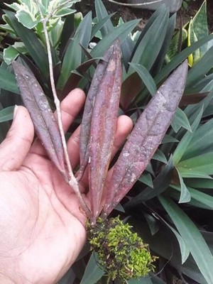 Real Picture Hoya Sulawesiana Red Rare Plant