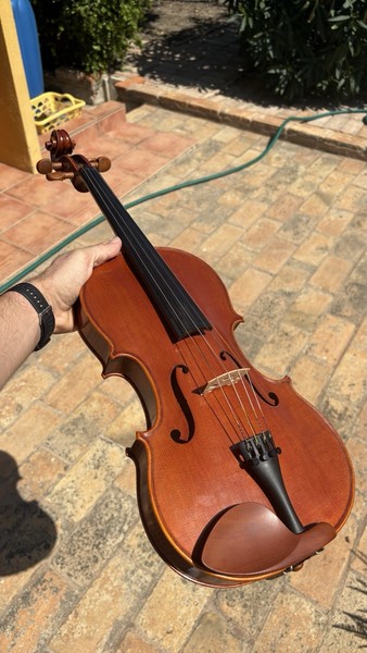 Viola