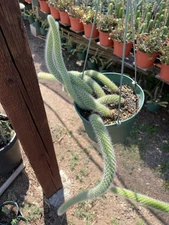 6" Monkey Tail Cactus | Hildewintera in a hanging pot long beautiful tails  