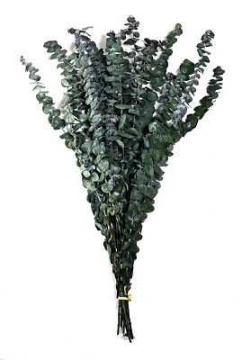 8 oz 28'' Tall Lightly Scented Premium Eucalyptus Bundle