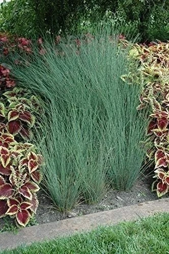 Hierba Blue Arrow Rush | 1 galón | Juncus inflexus | Planta de borde ornamental Foto 2 de 4