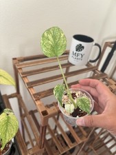 Monstera White Monster 3" Pot Rare Exact Plant 185