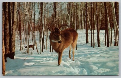 Trophy Buck Deer Snowy Forest Scene White Pines Park Oregon IL Postcard UNP