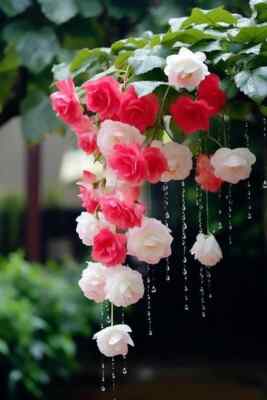 Imported Weeping begonia flowers bulbs | lite pink flowers bulbs- Pack of 2 Bulb