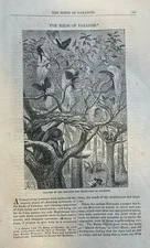 1869 Birds of Paradise illustrated