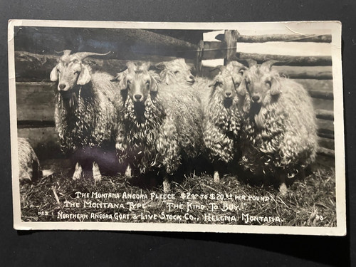 Original RPPC Angora Goats Helena Montana 1910s