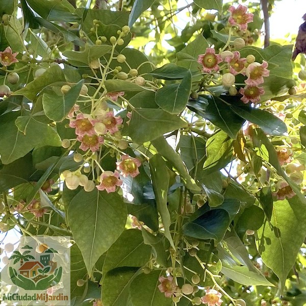 10 semillas frescas -Brachychiton populneus Kurrajong árbol botella exótico raro