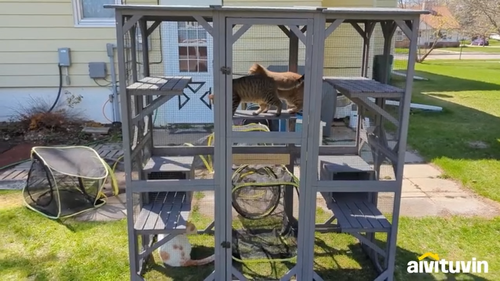 Outdoor Cat Enclosure Walk-in Large Cat House with Roof Tarp 62.2-71.1" - 第 1 支影片,共 1 支