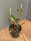 C. intermedia aquinii-coerulea `Kimberly Bennett' Select Cattleya Orchid Plant — photo 3