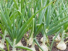500 Treated Vidalia Sweet Onion Seeds Non-GMO Heirloom Free Shipping