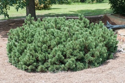 Pinus mugo 'Pumilio' 30 Samen - Zwerg-Bergkiefer / Bodendecker Nadelbaum