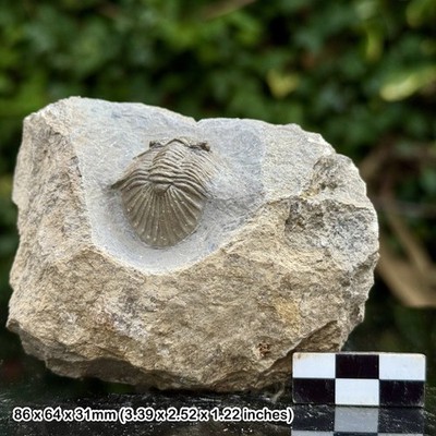Scutellum A Grade Fossil Trilobit Niederdevon Ofaten Marokko Original