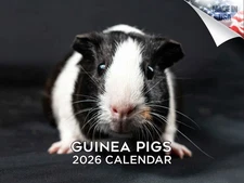 Guinea Pigs Calendar 2026 12x18 Made in USA