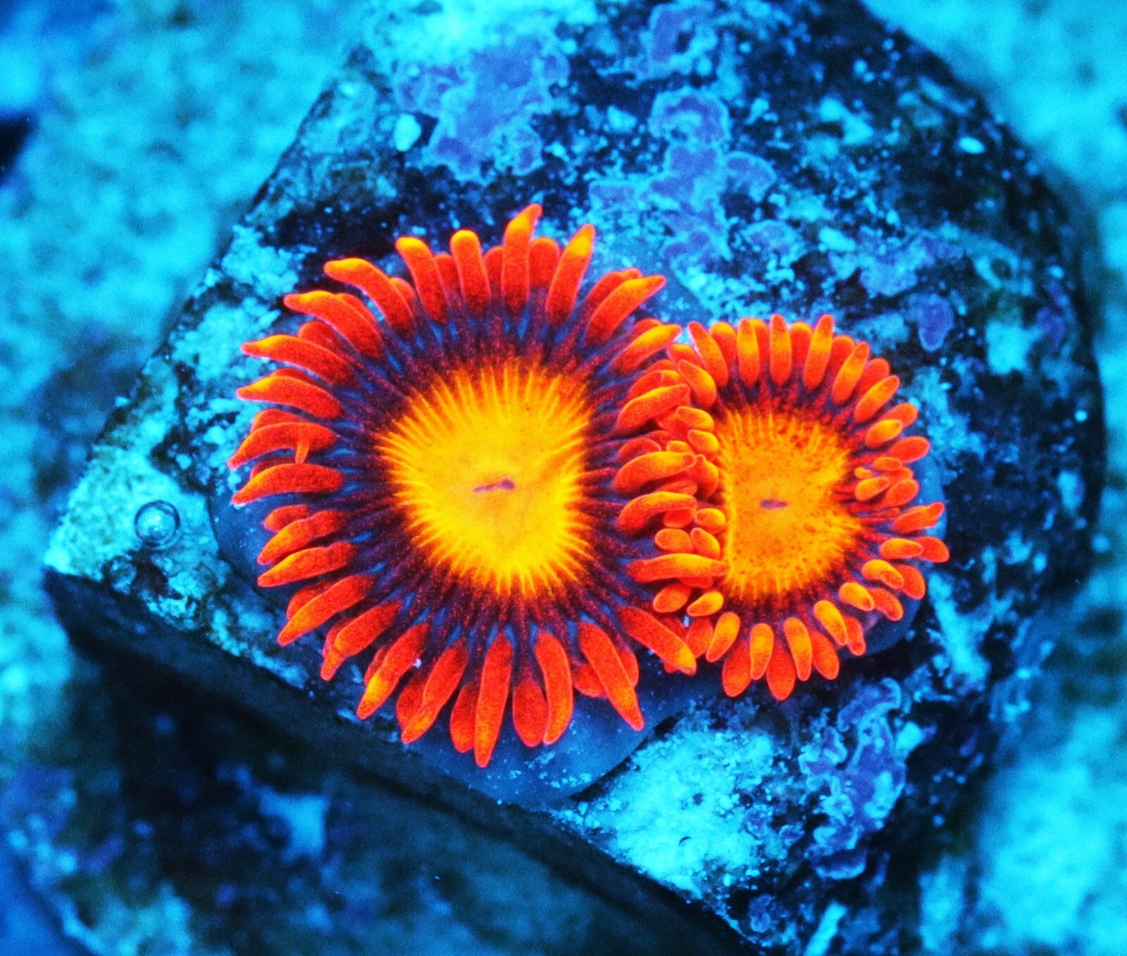 Mandarin Orange Zoa Zoanthids Paly Zoa SPS LPS Corals, WYSIWYG eBay