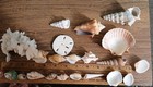 Sea Shell Mix For Aquarium Shells  & Coral Stunning Colors. Great Mix Of Shells — photo 8