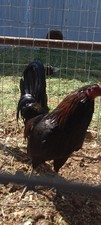  6+ Hatching  Eggs WarHorse