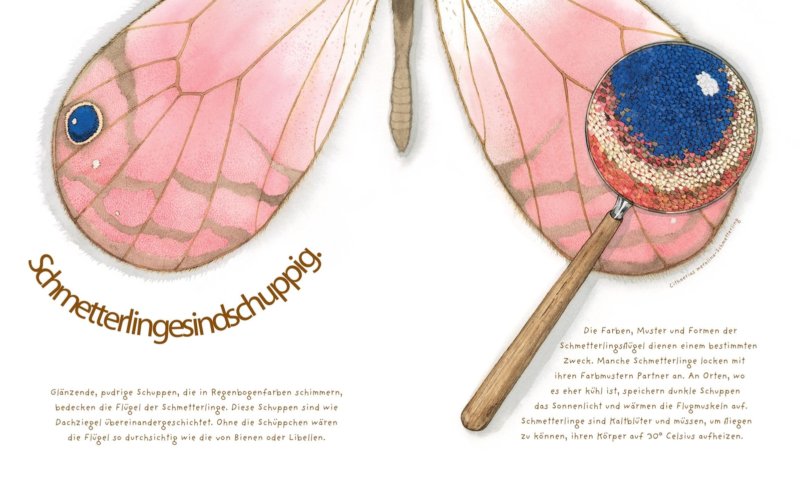 Thumbnail - Das Wundersame Leben Der Schmetterlinge, Dianna Aston