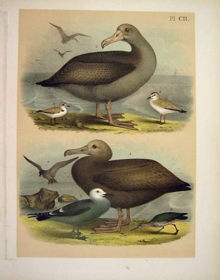 Original alter antiker Druck Albatros Regenpfeifer Studer-Jaspis Vögel Amerika 1878