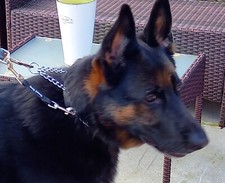 harness to collar safety link