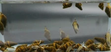 3 Live Assassin Snails Freshwater Snail/Pest Control (Clea Helena) Bred in USA