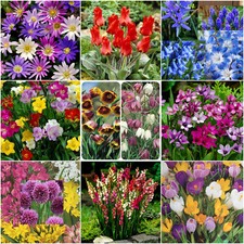 40 Flower Bulbs Garden Spring,Summer Corms Hardy Perennial Plant-20 Varieties