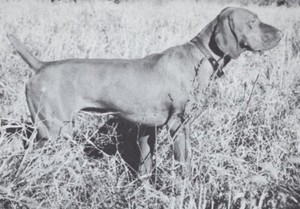 Vizsla on Point - CUSTOM MATTED - Dog Art "Photo Print" - 1964