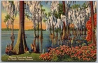 Cypress Gardens Florida 1949 Postcard Cypress Tress And Knees
