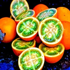Naranjilla Orange Tree Seeds (Solanum quitoense) "Lulo Quito" Garden Fruit Plant