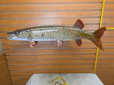 JVBH18 VTG Muskie 39" Fish Taxidermy