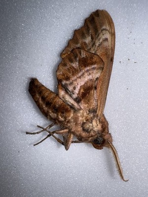 JS 10 -  Paonias excaecata (Smith, 1797)             Blind-eyed Sphinx 2