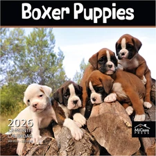MICASA Boxer Puppies 2026 Wall Calendar, 12-Month, 12"x24", Giftable, Durable