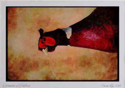352072 Ring necked Pheasant Watercolour Picture Ltd Ed A3