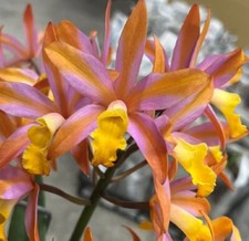 Rare Cattleya Magic Bell 'New Trick' orchid plant  FS